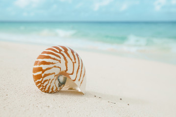 nautilus shell on white beach sand, against sea waves