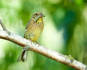 Yellowhammer (Emberiza citrinella).