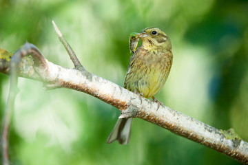 Yellowhammer (Emberiza citrinella).