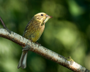 Yellowhammer (Emberiza citrinella).
