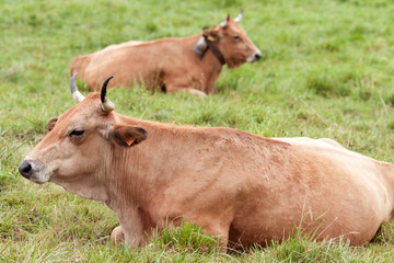Obraz na płótnie Canvas two cows in a meadow