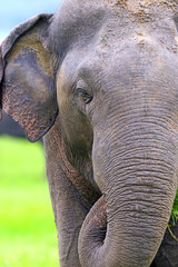 Fototapeta premium Elephant