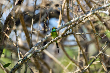 Bee-eater