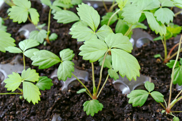 Young green sprouts of the strawberry