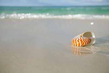 Obraz premium nautilus shell on white beach sand, against sea waves
