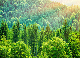 Fototapeta na wymiar Green tree forest background