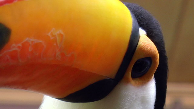 The video shows bird-toucan Toco (Ramphastos toco) clous up