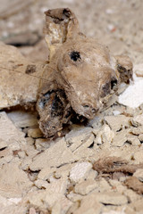 Mummified dog head