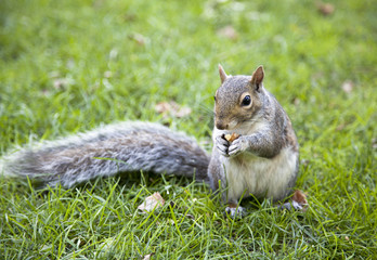 The Squirrel