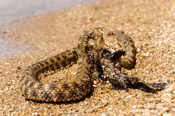 Water snake