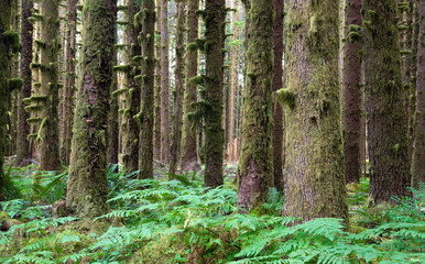 Hoh Rainforest Spruce Hemlock Cedar Trees Fern Groundcover