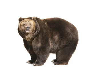 Fotobehang Grote bruine beer geïsoleerd op witte achtergrond © vesta48