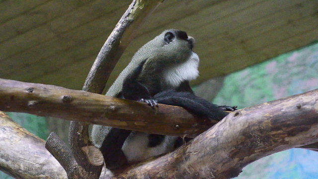 The video shows Mammals-monkeys Brazzovskaya guenon