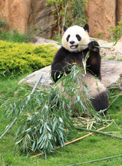 Fototapeta premium Giant panda eating bamboo leaf