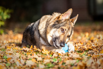 German Shepherd Dog laid on autumn leaves chewing a toy.