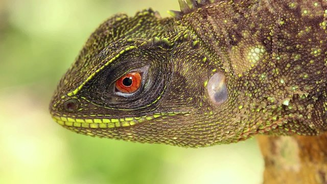 Red-eyed Woodlizard (Enyalioides oshaughnessyi), Ecuador