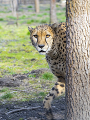 Cheetah (Acinonyx jubatus)