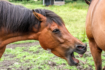 One brown horse about to bite anothe rbrown horse in a field.