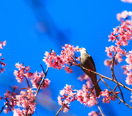 White-headed Bulbul and Cherry Blossom or Sakura