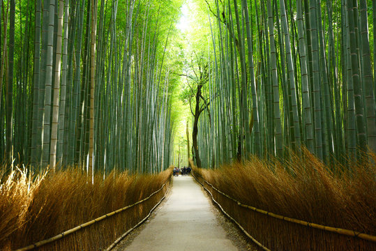 bamboo groove