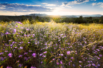 Wind-Blown Purple Asters at Sunset in Northern New Mexico - 79187913