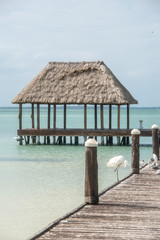 Wooden and Hut Palapa Pier with segals and birds Holbox, Tropica
