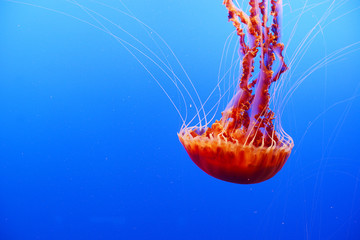 orange jellyfish