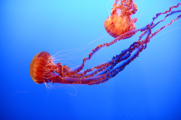 orange jellyfish