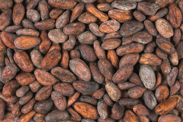 raw cocoa or cacao beans