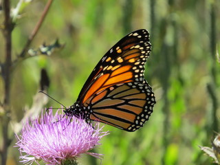 Monarch Butterly with Stained Glass Wings