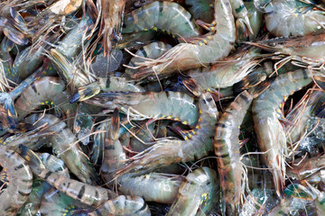 Obraz premium raw shrimps