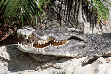 head of crocodile