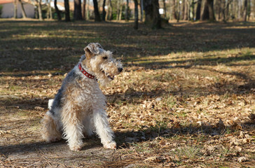 Portrait de Fox Terrier &agrave; poil dur