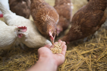 Hen Pecks