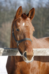 Purebred racehorse looking over winter corral fence