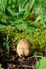 Glistening Ink Cap ( Coprinus micaceus)