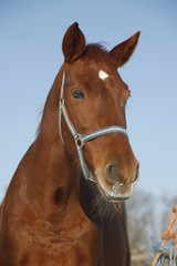 .Close-up of a bay horse in winter corral