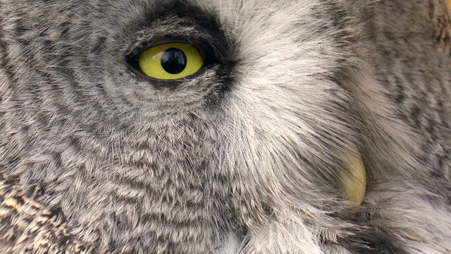 The video shows bird-The great gray owl (Strix nebulosa)