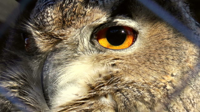 The video shows bird-Eagle Owl (Bubo bubo) clous up