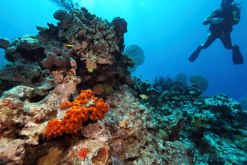 Giant Moray Eel and Scuba Diver