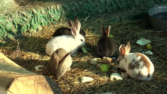 The video shows Mammals-family of lagomorphs