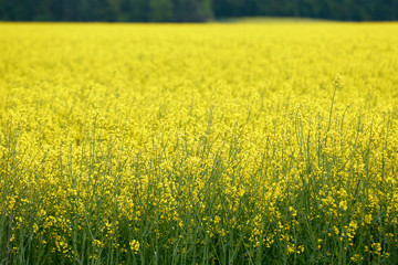 Rapeseed field