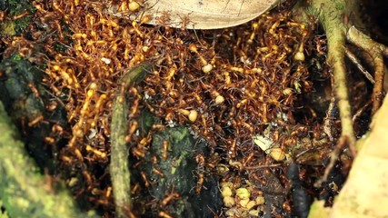 army Ant (Eciton sp.) in their nest or bivouac, Ecuador - Powered by Adobe