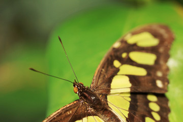 Schmetterling, Detail