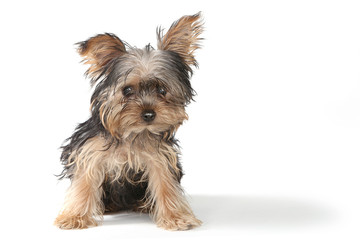 Teacup Yorkshire Terrier on White Background