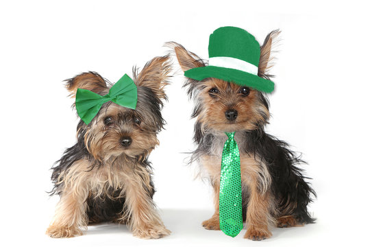 Yorkshire Terrier Puppies Celebrating Saint Patricks Day