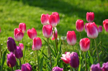 Pink tulips in a garden