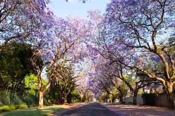 Photo sur Aluminium Afrique du Sud Scène de rue tôt le matin de jacarandas en fleurs