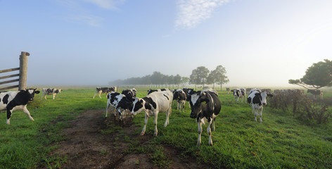 Foggy morning Brundee dairy pastures - 79198924
