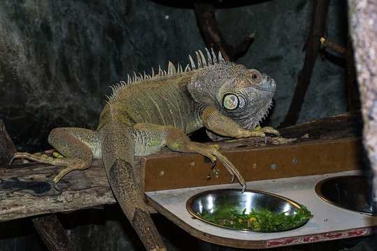 Iguana